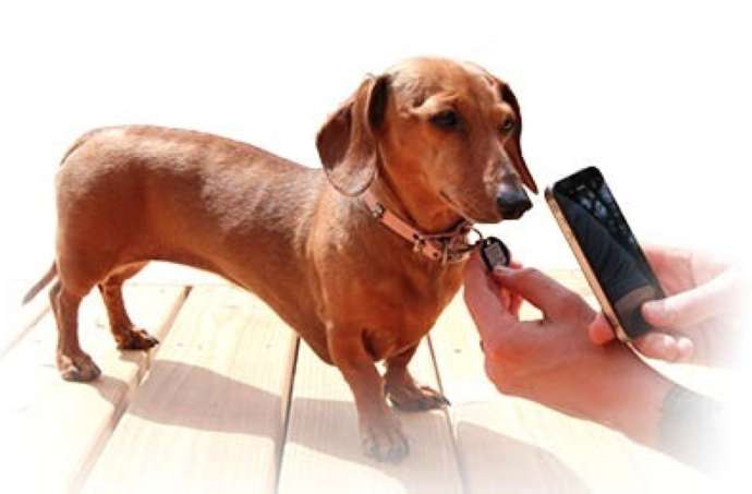 qr code on a pet in emergencies